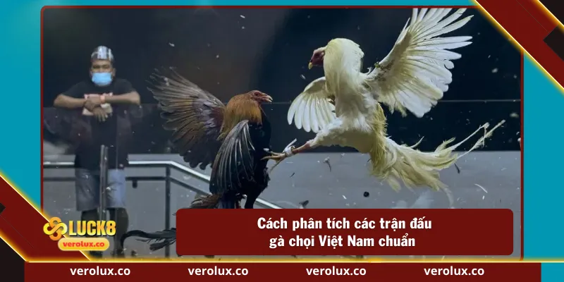 Cách phân tích các trận đấu gà chọi Việt Nam chuẩn