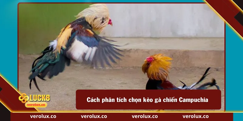 Cách phân tích chọn kèo gà chiến Campuchia