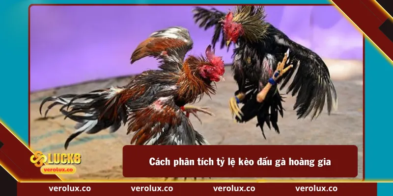 Cách phân tích tỷ lệ kèo đấu gà hoàng gia