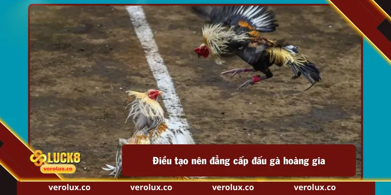 Điều tạo nên đẳng cấp đấu gà hoàng gia