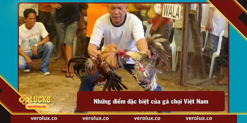 Những điểm đặc biệt của gà chọi Việt Nam
