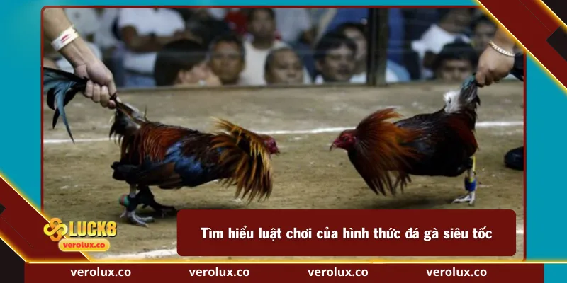 Tìm hiểu luật chơi của hình thức đá gà siêu tốc